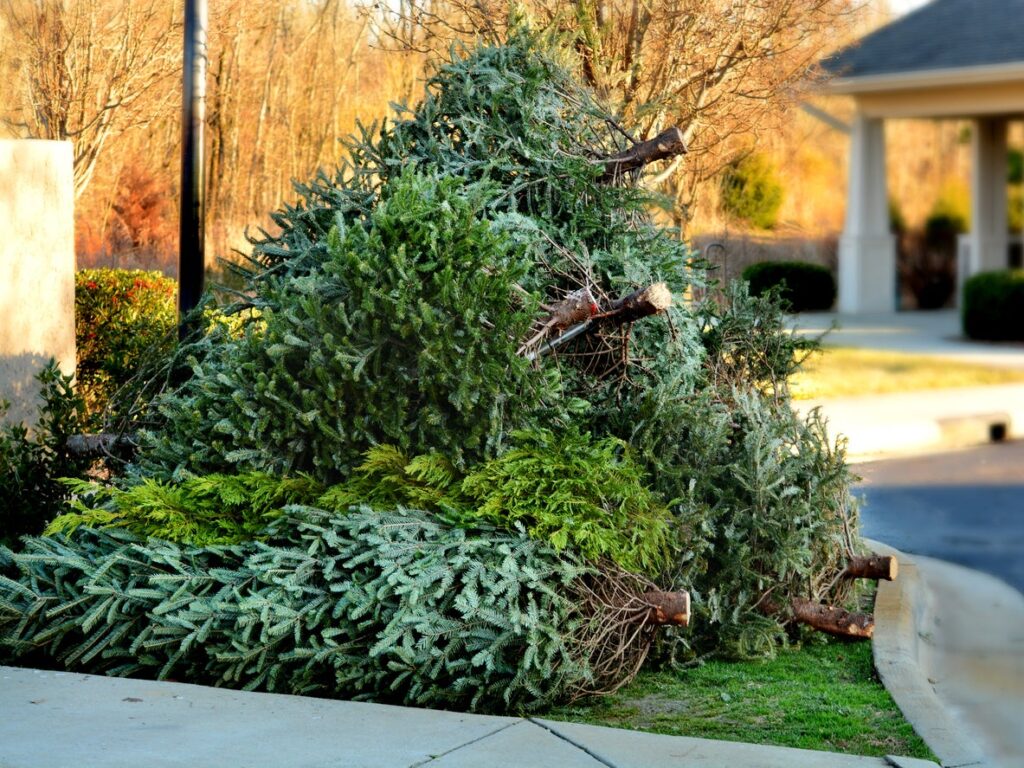 Tree Disposal Services